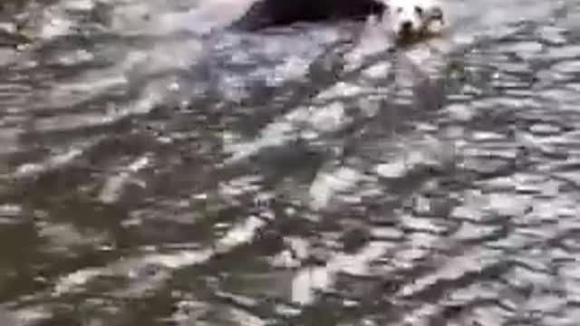 Dogs swings for owner jump in to river