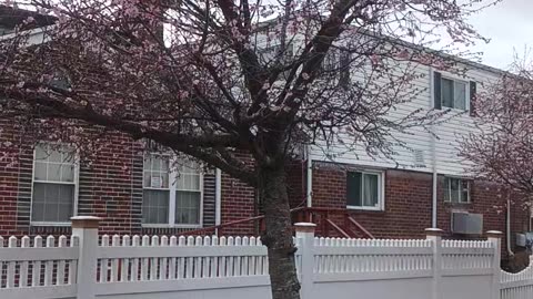 Cherry blossoms