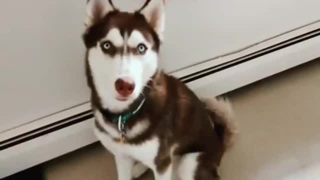 Stubborn Husky Dog Videos 😁😇 Best Funny Animal Videos 2022 😺 Funny Dog Videos 2022 😁