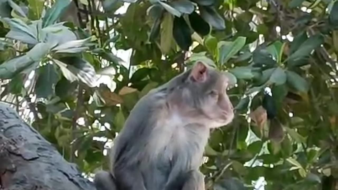 How the monkey is playing in the tree branch Chimps Hunting in Trees | National Geographic