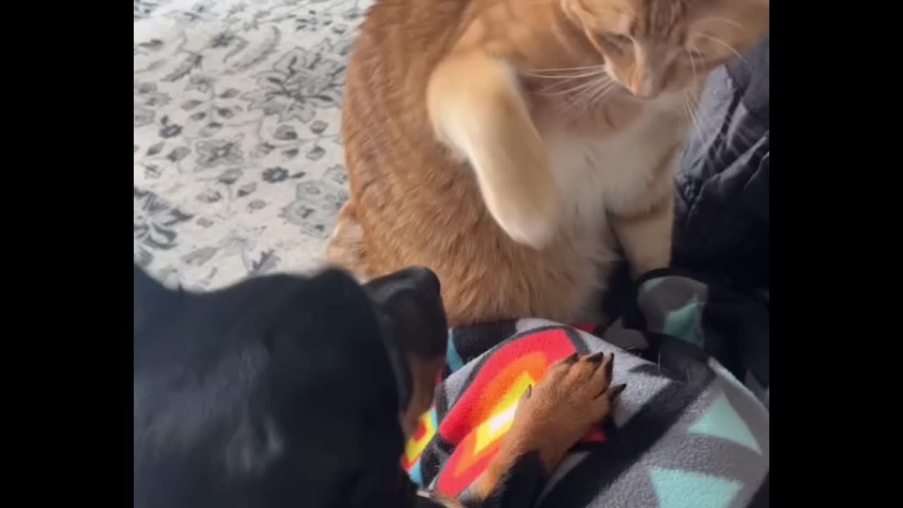 😱 Cat Hit Dogs 🥹🙏.