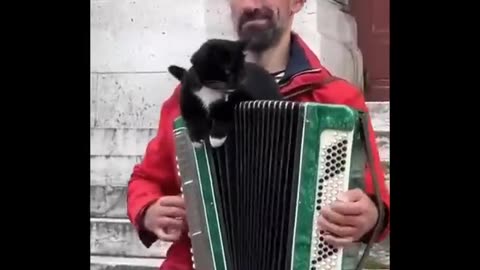 Funniest animals compilation