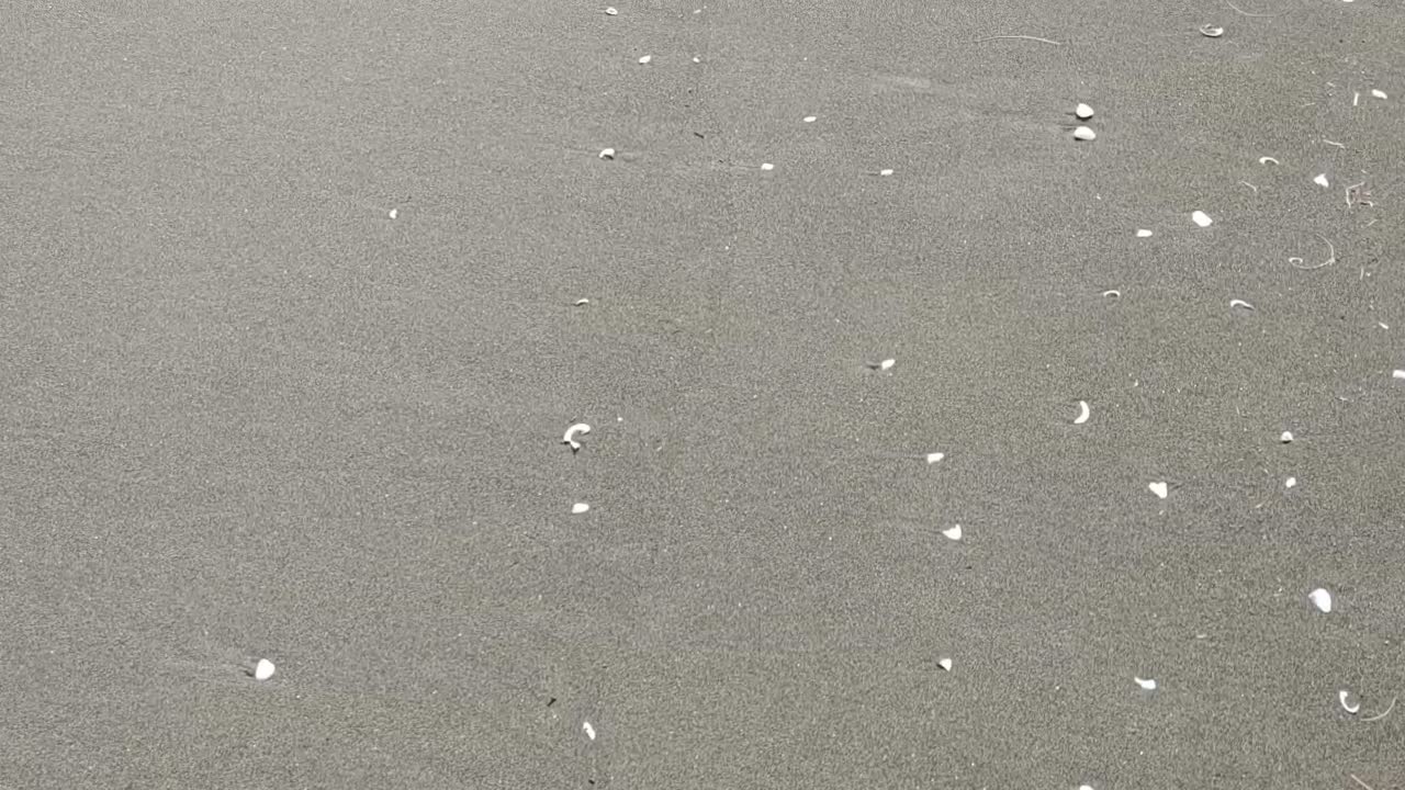 the beauty of sand and shells on the beach