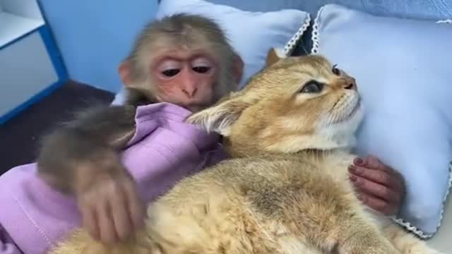 Bibi helps kitty stuck in the rain