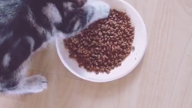 cat just learning to eat