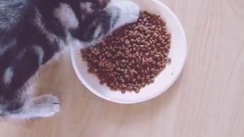 cat just learning to eat