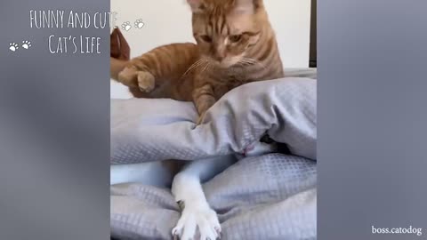 Funniest Cats 😹 Don't try to hold back Laughter