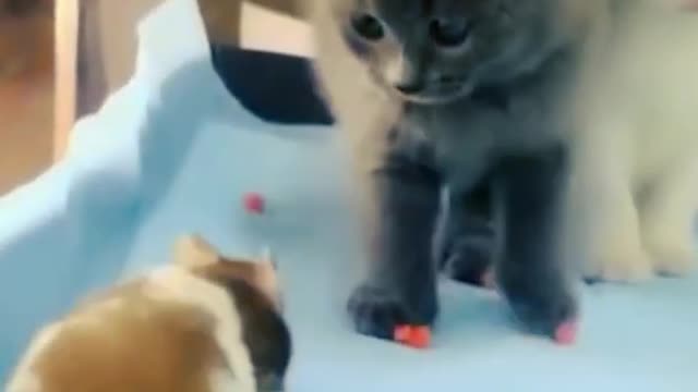 Cute baby cat & baby cat Lover, cute baby cat status video