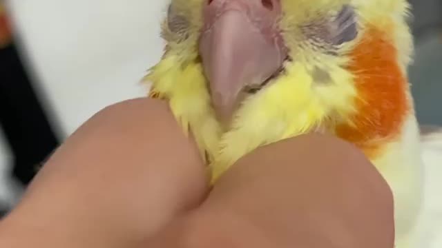 Some cute little chin scratches to start off the week!