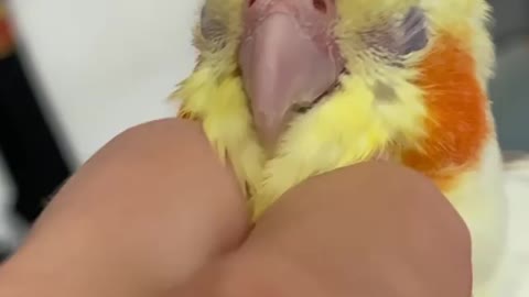 Some cute little chin scratches to start off the week!