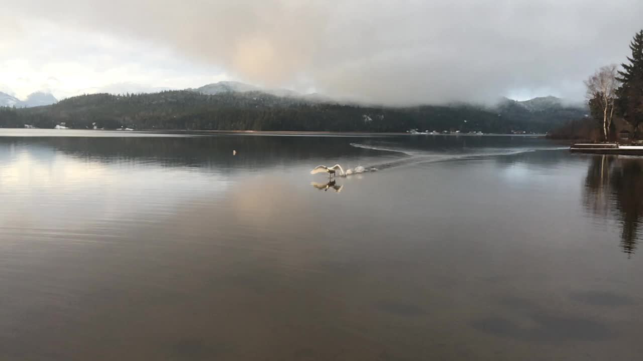 Trumpeter Swan a Landing