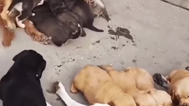 Puppies are exchanging parents