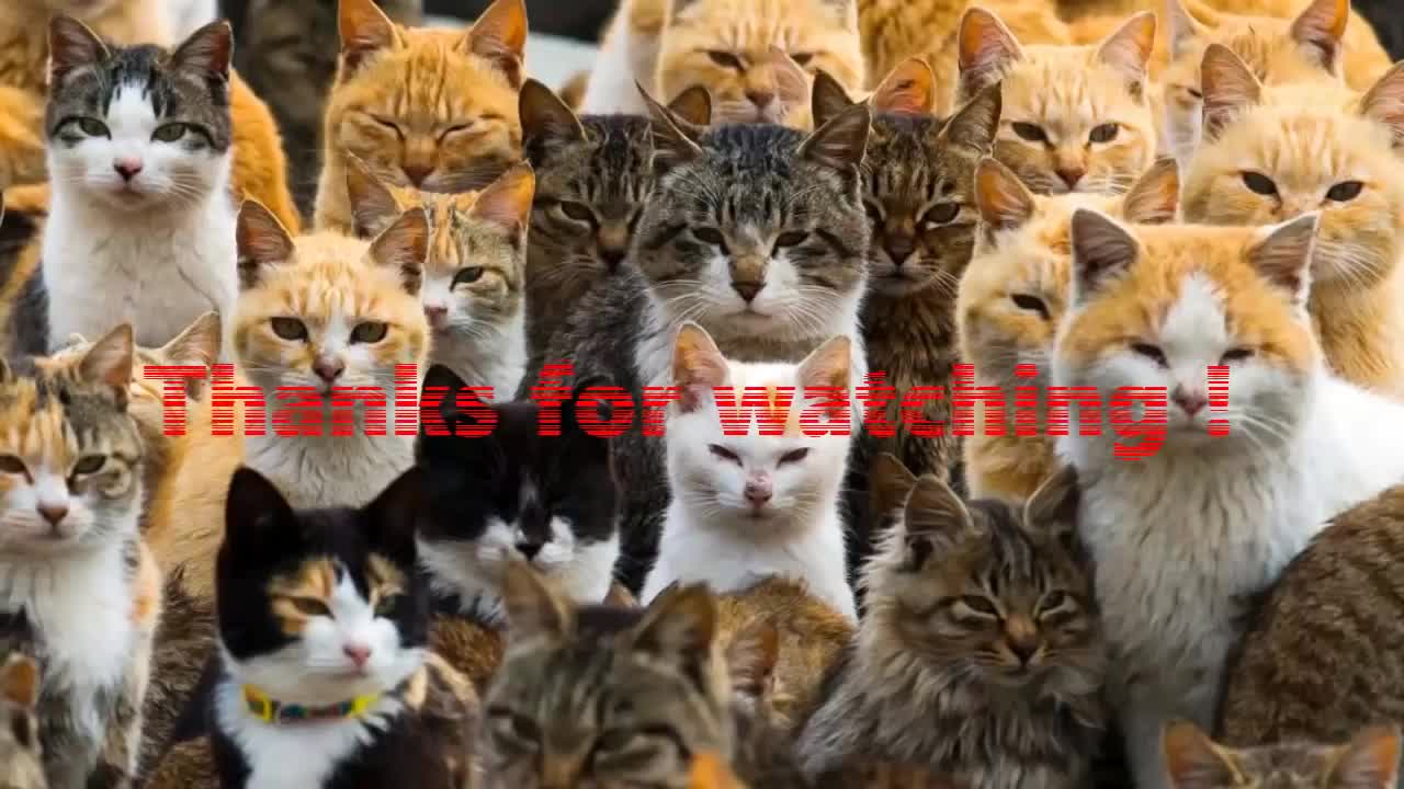 Cats being ... CATS 😹~ Tiktok Compilation #4