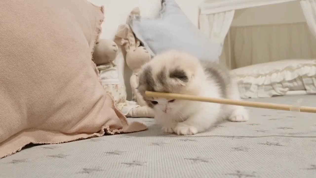 Cute Kitten Playing Moment