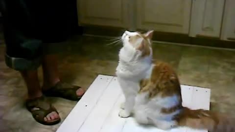 Train Your Cat With A Clicker