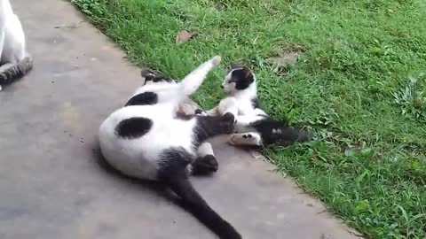 Cat and cat