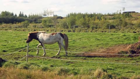 Horse rolling on the grass