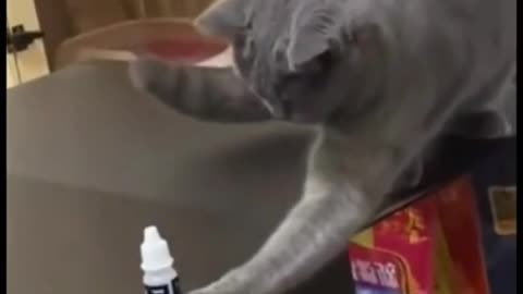 Cute kitten in ?