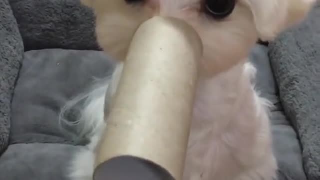 cute elephant baby
