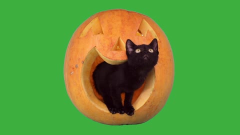 Cute Black Kitten Coming from Pumpkin