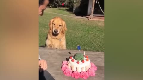 Dogs Reaction To Cutting Cake - Hilarious Reactions