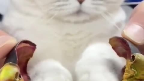 Cat can also smile