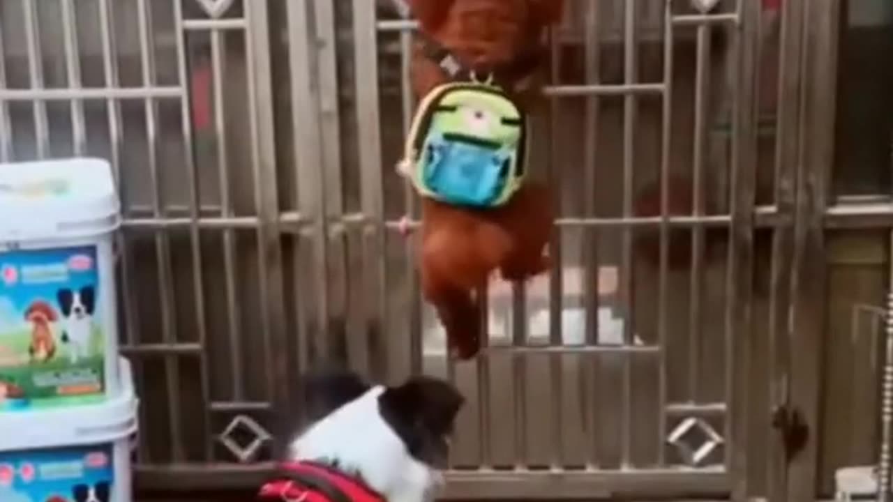 Funny Dog Videos. (No copywrite)