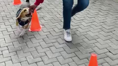 Talented Beagle shows off his cool tricks