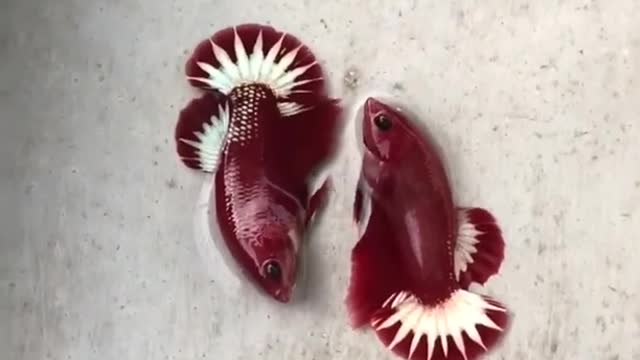 Wow ! So beautiful Red Betta fish 2021 / fan fishing»