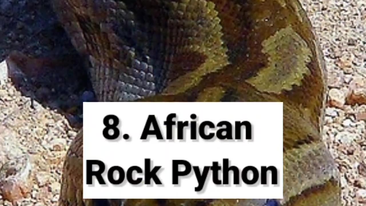 TOP 10 LARGEST SNAKES IN THE WORLD