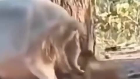 Funny Friendship of Animal