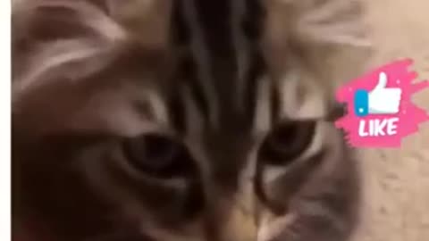 Funny cats 🐈