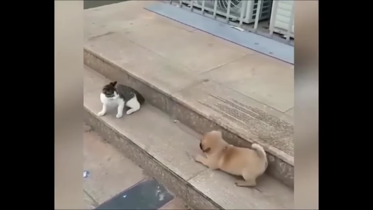 Cat VS Dog Funny video