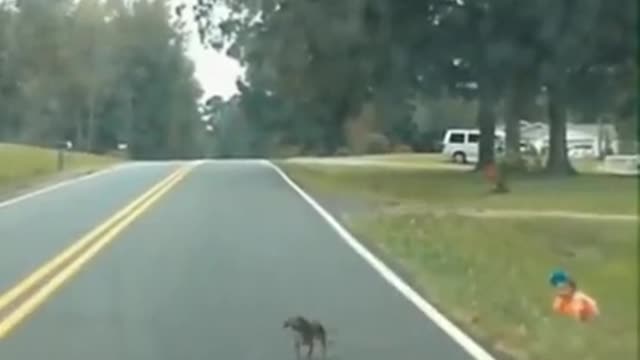 Tiny dog saving this baby.