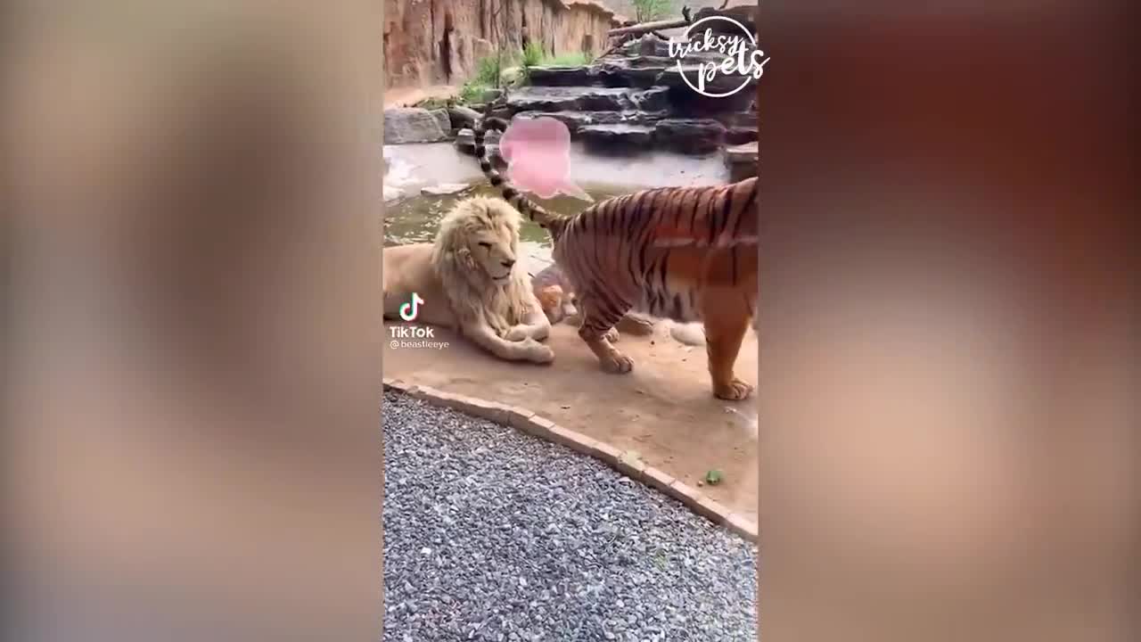 Funny Cat Reactionn