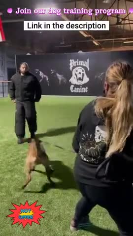 Brain training for dog | Dog training |#shorts #Dogtarining