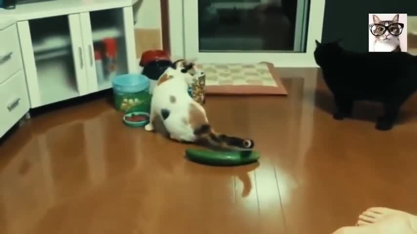 Cats vs cucumbers !! Graceful videos of cats 2021