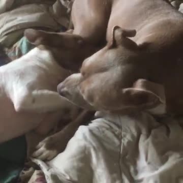 Fergus, the mange boy, and Cece having some fun