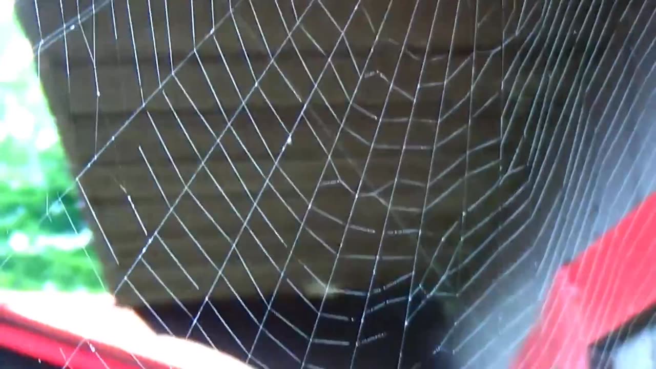 Spider Web