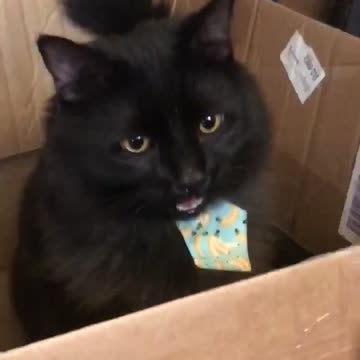 Oliver the Black Cat Pants and Plays in Box
