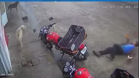 Instant Karma after Man trying to kick dog