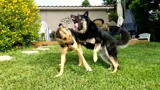 Dogs Bare Teeth in Play Fight