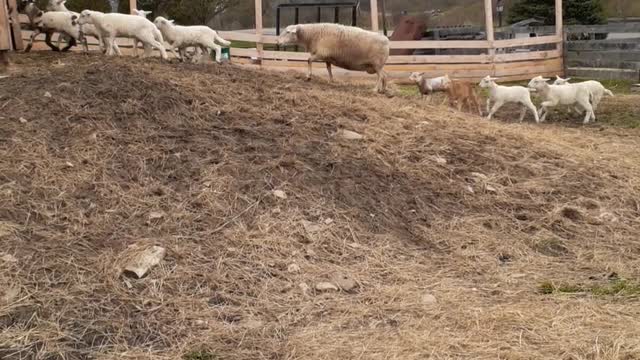 Running of the Lambs