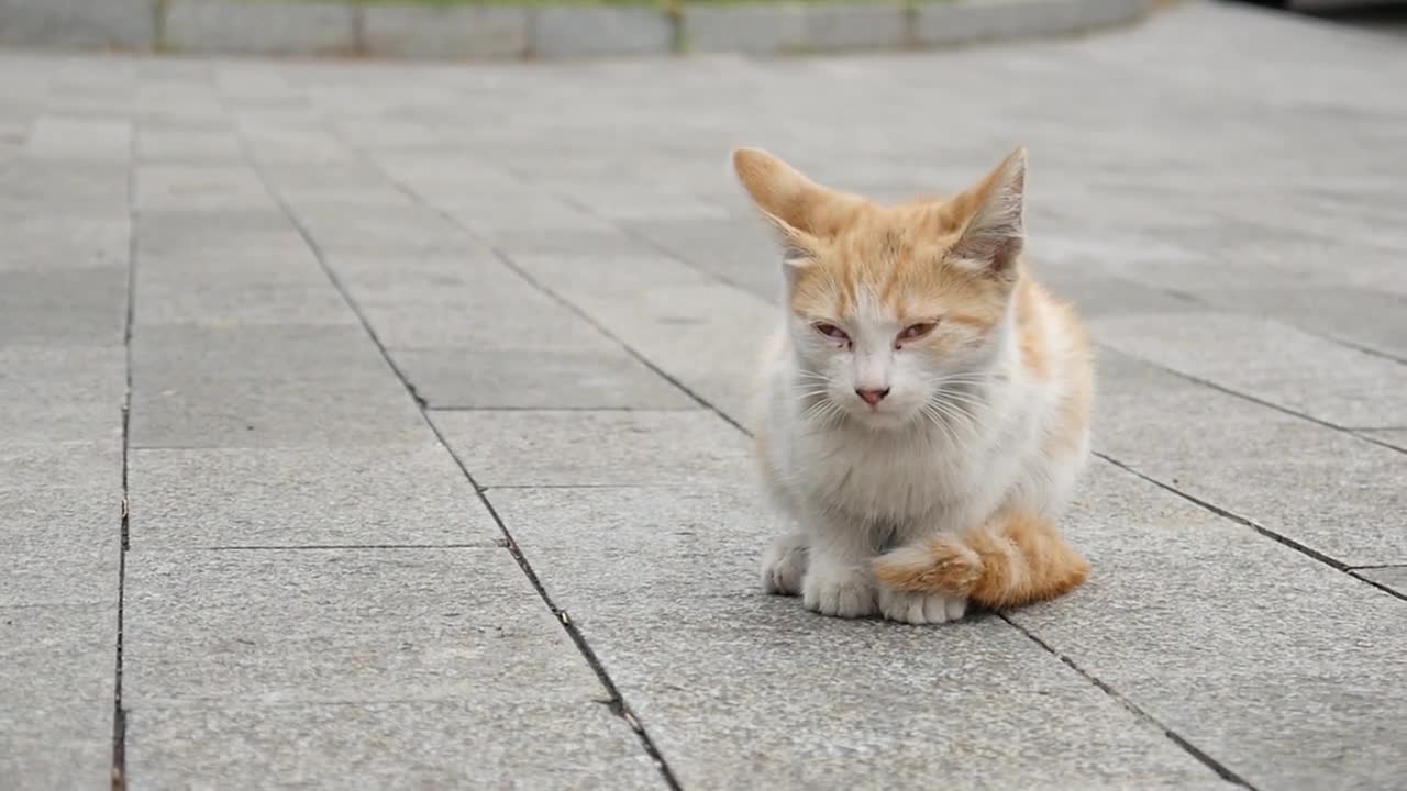 A small red Kitten thrown on the Street alone sits on the Road