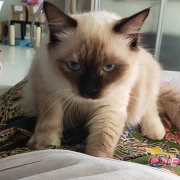 Cat Massage Belly: I got my morning massage