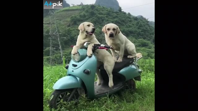 Dogs Sit At The Scooter