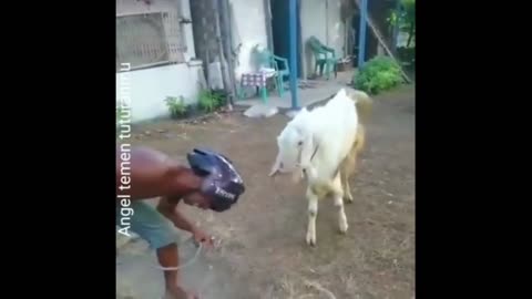 it's so funny fighting strength with goats