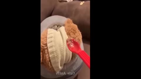 Best Funny Dogs And Cats Videos 😅
