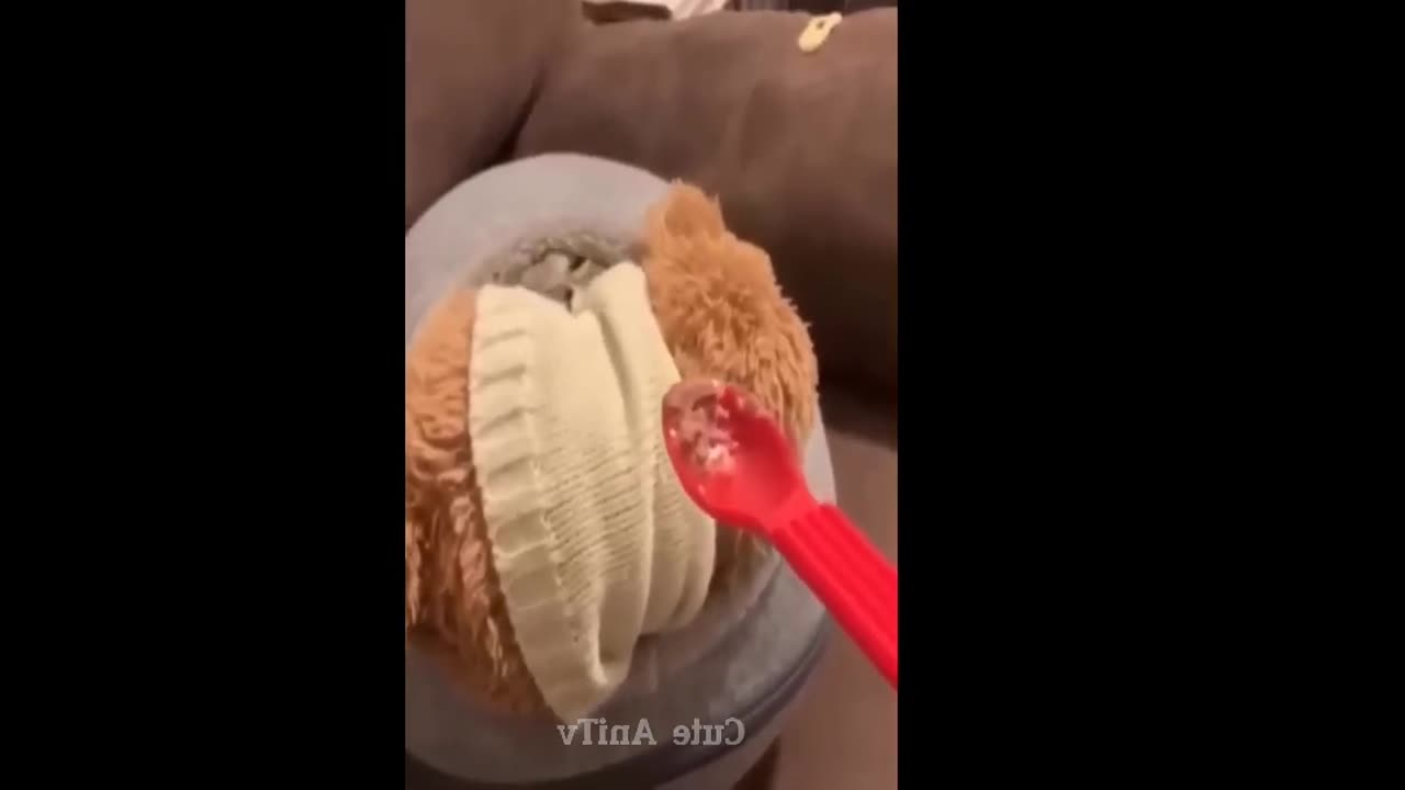 Best Funny Dogs And Cats Videos 😅