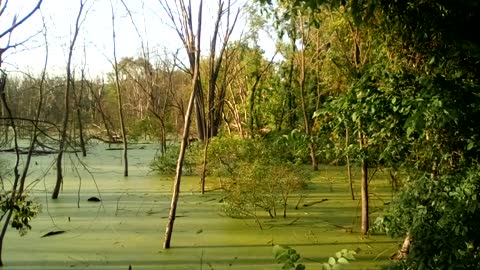 Shewing Akron's Great Swamp 🐌🐸🐢